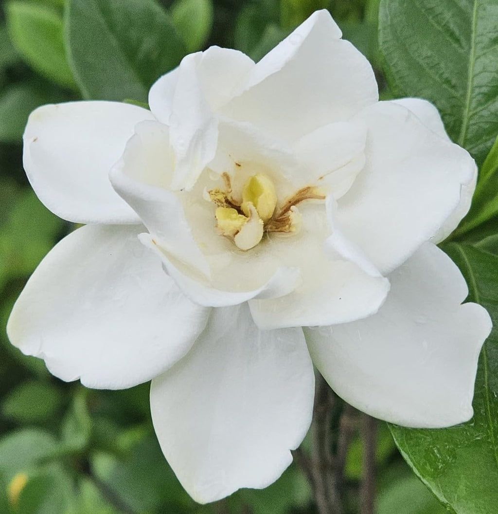 Gardenia Live Plant Y92131