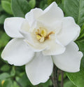 Gardenia Live Plant Y92131