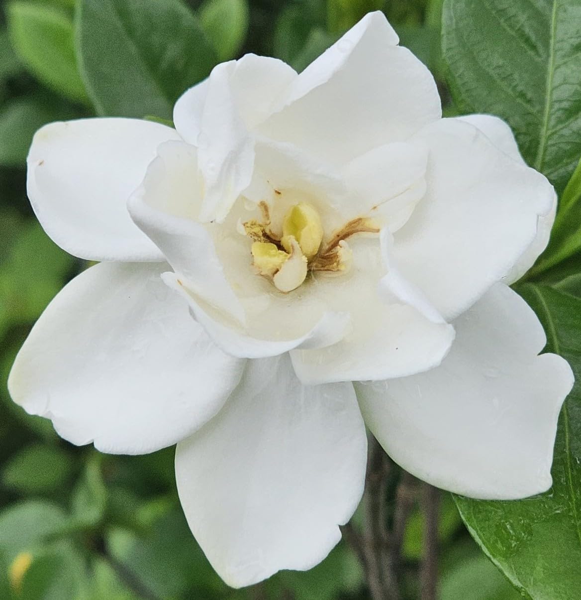 Gardenia Live Plant Y92131