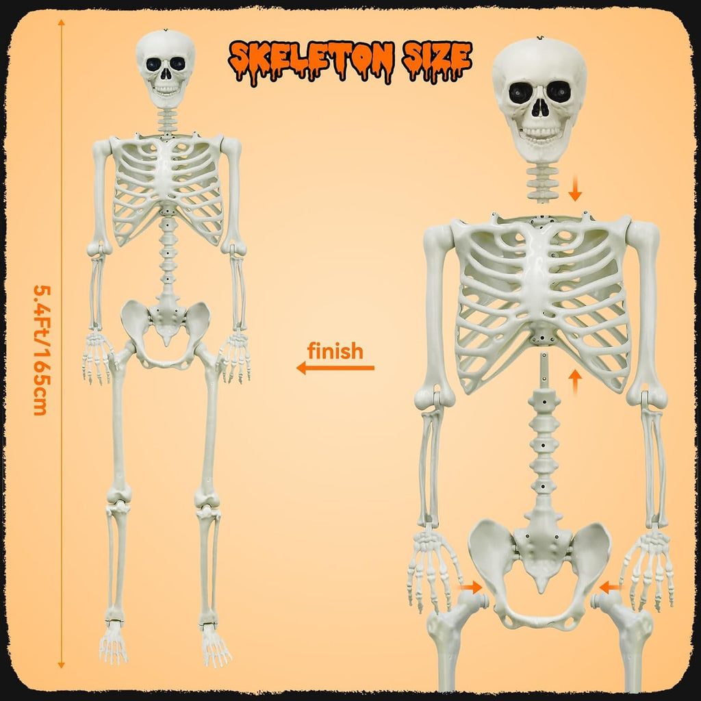 5.4Ft Posable Skeleton J5895