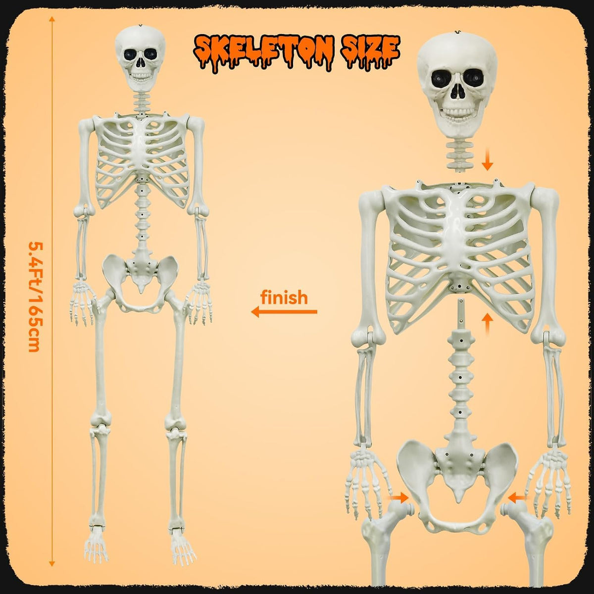 5.4Ft Posable Skeleton J5895
