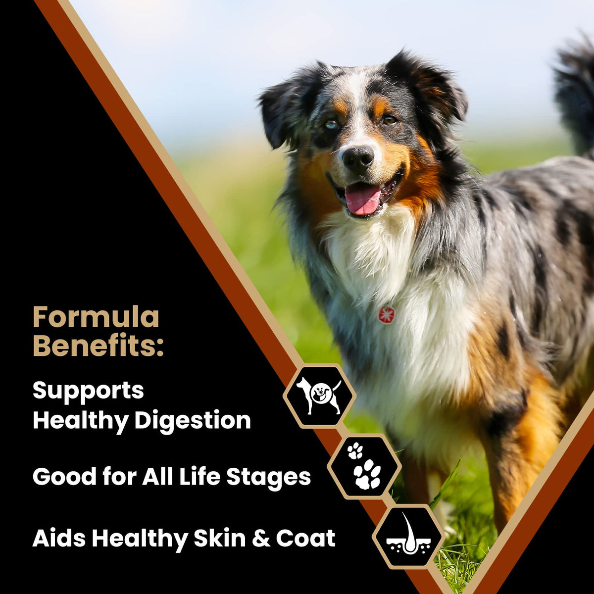Chicken Meal & Brown Rice Formula Dry Dog Food, 40 lb V932730