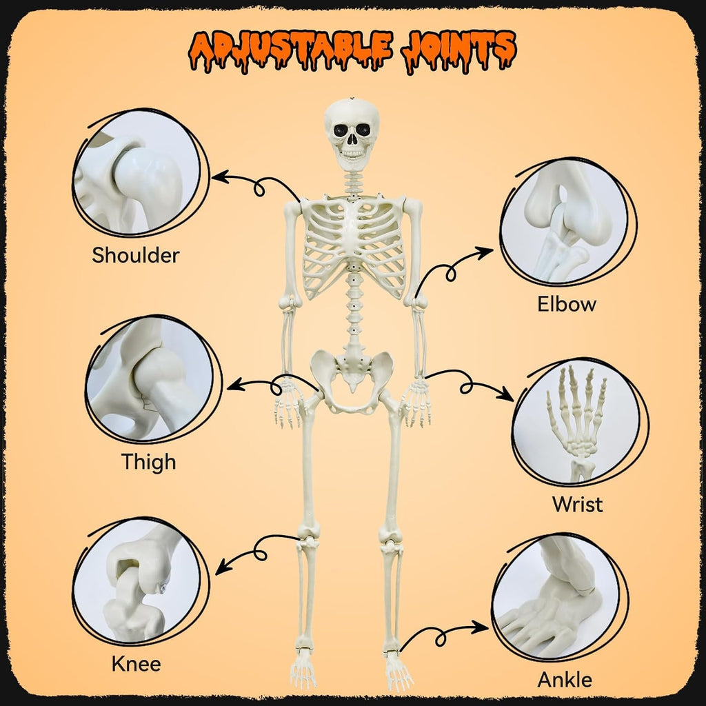5.4Ft Posable Skeleton J5895
