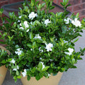 White Blooms Evergreen Gardenia Live Flowering Plant Set of Two R1367