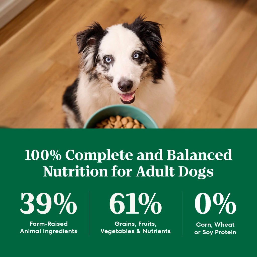Adult Dry Dog Food, Lamb & Brown Rice Recipe, 36 lb P112