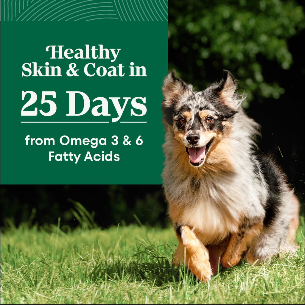 Adult Dry Dog Food, Lamb & Brown Rice Recipe, 36 lb P112